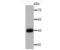 Major Histocompatibility Complex, Class I, A antibody, NBP2-75928, Novus Biologicals, Western Blot image 