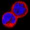Interleukin 15 Receptor Subunit Alpha antibody, AF247, R&D Systems, Immunofluorescence image 