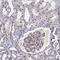 Ribonuclease P/MRP Subunit P38 antibody, NBP2-68691, Novus Biologicals, Immunohistochemistry paraffin image 