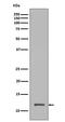 Histone Cluster 4 H4 antibody, M14495, Boster Biological Technology, Western Blot image 