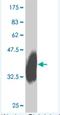 Interleukin-27 receptor subunit alpha antibody, H00009466-M01, Novus Biologicals, Western Blot image 