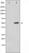 p53 antibody, TA325954, Origene, Western Blot image 