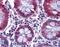Stearoyl-CoA Desaturase antibody, 46-443, ProSci, Immunohistochemistry paraffin image 