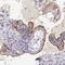 Transcription Elongation Factor A N-Terminal And Central Domain Containing antibody, NBP1-81184, Novus Biologicals, Immunohistochemistry frozen image 