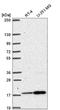 RNA Polymerase II Subunit H antibody, NBP2-76548, Novus Biologicals, Western Blot image 