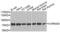 Cholinergic Receptor Nicotinic Alpha 9 Subunit antibody, PA5-76463, Invitrogen Antibodies, Western Blot image 