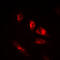 POU Class 2 Homeobox 2 antibody, LS-C352689, Lifespan Biosciences, Immunofluorescence image 
