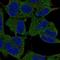 Crystallin Mu antibody, HPA030619, Atlas Antibodies, Immunocytochemistry image 