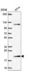 Musculin antibody, NBP2-56244, Novus Biologicals, Western Blot image 