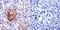 Cell Division Cycle 42 antibody, GTX54514, GeneTex, Immunohistochemistry paraffin image 