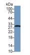 FKBP Prolyl Isomerase 3 antibody, LS-C304497, Lifespan Biosciences, Western Blot image 