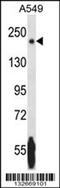 Nik-related protein kinase antibody, MBS9204967, MyBioSource, Western Blot image 