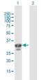 Charged Multivesicular Body Protein 4A antibody, H00029082-B01P, Novus Biologicals, Western Blot image 