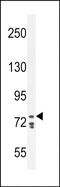 Cadherin 24 antibody, PA5-71647, Invitrogen Antibodies, Western Blot image 