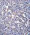 Sestrin 3 antibody, PA5-71710, Invitrogen Antibodies, Immunohistochemistry frozen image 