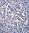Sestrin 3 antibody, PA5-71710, Invitrogen Antibodies, Immunohistochemistry frozen image 