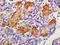 GDNF Family Receptor Alpha 4 antibody, 250663, Abbiotec, Immunohistochemistry paraffin image 