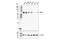 P21 (RAC1) Activated Kinase 4 antibody, 62690S, Cell Signaling Technology, Western Blot image 