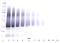 Insulin Like Growth Factor Binding Protein 5 antibody, AP01139PU-N, Origene, Western Blot image 