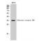 Olfactory Receptor Family 5 Subfamily M Member 3 antibody, LS-C385186, Lifespan Biosciences, Western Blot image 