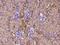 Immunoglobulin superfamily member 5 antibody, 107947-T08, Sino Biological, Immunohistochemistry frozen image 