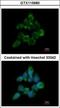 Fas Associated Factor Family Member 2 antibody, GTX115680, GeneTex, Immunofluorescence image 