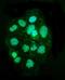 Tight Junction Protein 2 antibody, GTX03355, GeneTex, Immunofluorescence image 