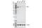 DNA Topoisomerase I antibody, 79971S, Cell Signaling Technology, Western Blot image 