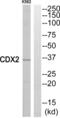 Caudal Type Homeobox 2 antibody, abx015061, Abbexa, Western Blot image 