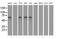 Insulin Like Growth Factor 2 MRNA Binding Protein 2 antibody, MA5-25131, Invitrogen Antibodies, Western Blot image 