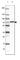 ABI Family Member 3 Binding Protein antibody, HPA044127, Atlas Antibodies, Western Blot image 