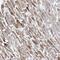 Adrenoceptor Alpha 1A antibody, NBP1-90228, Novus Biologicals, Immunohistochemistry paraffin image 