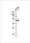 Ribonuclease/Angiogenin Inhibitor 1 antibody, PA5-48375, Invitrogen Antibodies, Western Blot image 