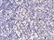 Interleukin 1 Receptor Type 1 antibody, NBP1-50304, Novus Biologicals, Immunohistochemistry paraffin image 