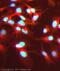H2A Histone Family Member X antibody, ab81299, Abcam, Immunocytochemistry image 