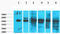 Keratin 18 antibody, STJ96997, St John