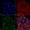 Protein Disulfide Isomerase Family A Member 3 antibody, LS-C774005, Lifespan Biosciences, Immunocytochemistry image 