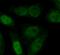 Cyclin Dependent Kinase Inhibitor 1B antibody, FNab06068, FineTest, Immunofluorescence image 