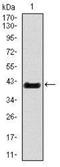 T antibody, NBP2-37473, Novus Biologicals, Western Blot image 