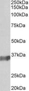POU Class 2 Homeobox Associating Factor 1 antibody, GTX23426, GeneTex, Western Blot image 