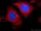 Mitogen-Activated Protein Kinase 1 antibody, 51068-1-AP, Proteintech Group, Immunofluorescence image 