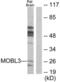 MOB Family Member 4, Phocein antibody, LS-C119342, Lifespan Biosciences, Western Blot image 