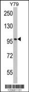 Importin subunit beta-1 antibody, MBS9203567, MyBioSource, Western Blot image 