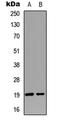 Lag antibody, LS-C358870, Lifespan Biosciences, Western Blot image 