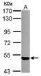 S1P3 antibody, GTX108199, GeneTex, Western Blot image 