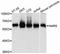 Asparaginyl-tRNA synthetase, cytoplasmic antibody, A11668, ABclonal Technology, Western Blot image 