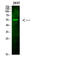 Sterol Regulatory Element Binding Transcription Factor 1 antibody, STJ98842, St John