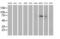 Membrane Palmitoylated Protein 5 antibody, MA5-25916, Invitrogen Antibodies, Western Blot image 