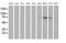 Membrane Palmitoylated Protein 5 antibody, MA5-25916, Invitrogen Antibodies, Western Blot image 