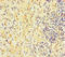 Retrotransposon Gag Like 8B antibody, LS-C395075, Lifespan Biosciences, Immunohistochemistry paraffin image 